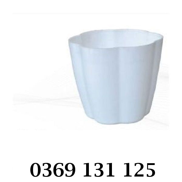 Chậu hoa mai ngày Tết đẹp mắt, bền bỉ